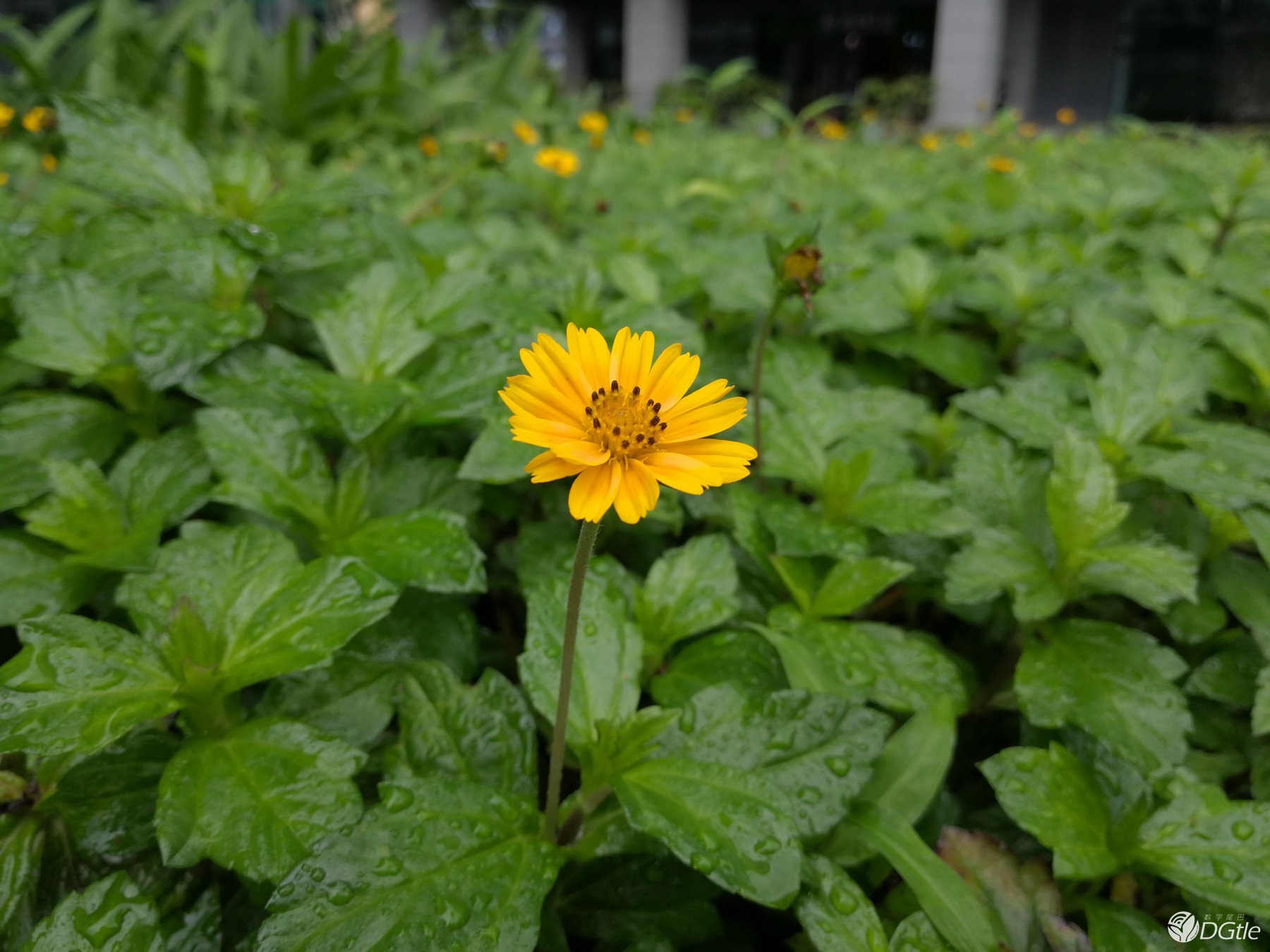 双摄之争 华为Mate 9与iPhone 7 Plus拍照对比 智能公会