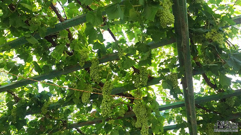 人肉征服火焰山 鬼知道这一路主编都经历了什么！ 智能公会